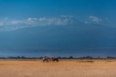 Kurutulmuş çim sahada iki filler