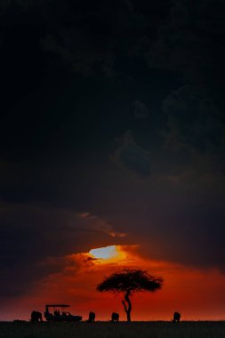 Araba ve hayvanların Sunset'teki siluetleri