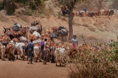 Boğa sürdü shepherding erkekler