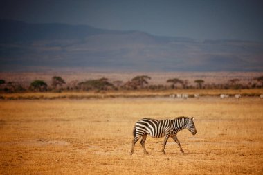 Çöl sahasında yürüyüş zebra