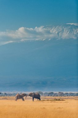 Kurutulmuş çim sahada iki filler
