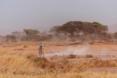 Under çöl üzerinde çalışan zebra