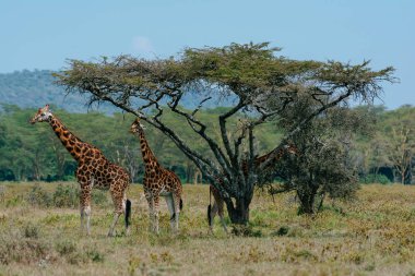 Çalılar ağaç yakınındaki iki zürafa
