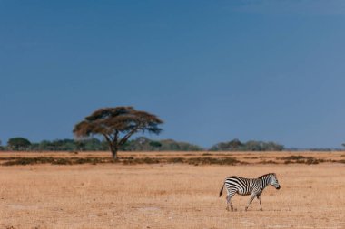 Zebra kurutulmuş çim sahada 