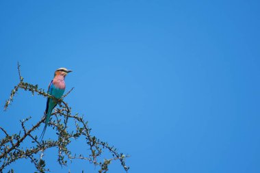 Bunu uçakta ağaç dalında