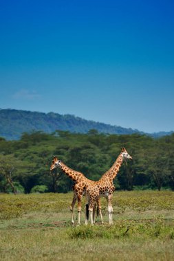 Yeşil alan üzerinde iki zürafa
