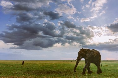 Fil yeşil alan üzerinde