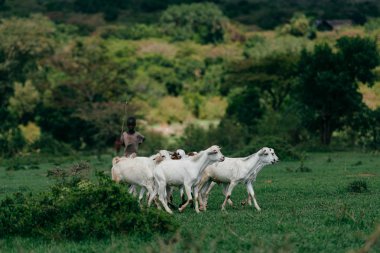 Çocuk shepherding keçi sürüsü