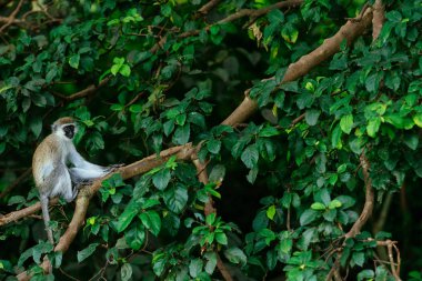 Ağaç dalı üzerinde küçük maymun
