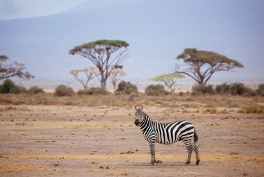 Zebra çöl alanı