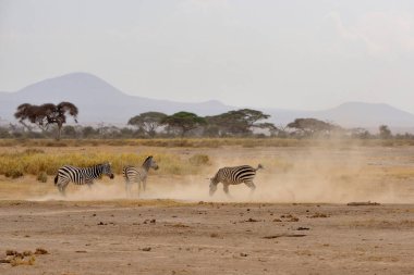 Üç zebralar çöl sahada çalışan