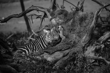 Zebra düşmüş ağaç yakınındaki