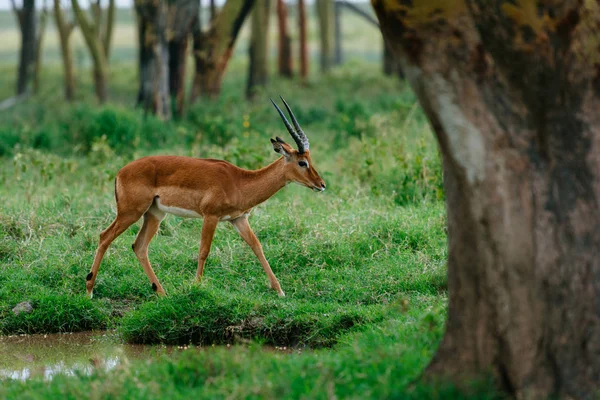 Antílope na floresta verde perto da lagoa — Fotografia de Stock