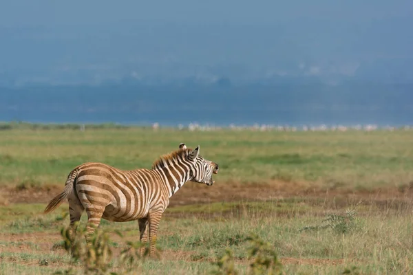 Vista lateral da zebra no campo do deserto — Fotografia de Stock