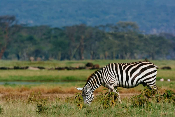 Zebra eating grass in field — Stock Photo, Image