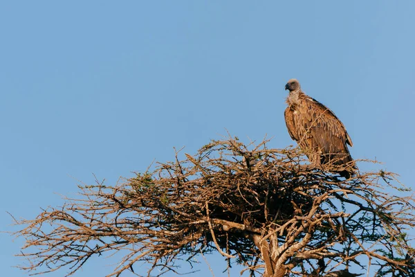 Gyp op gedroogde boom nest — Stockfoto