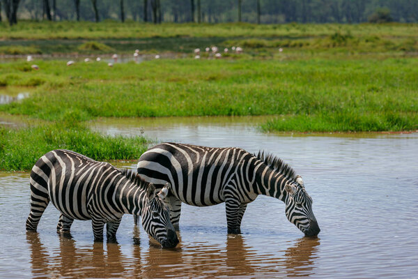 Zebras drinking in grass covered lake in October, 2013 in Masai Mara, Kenya, Africa