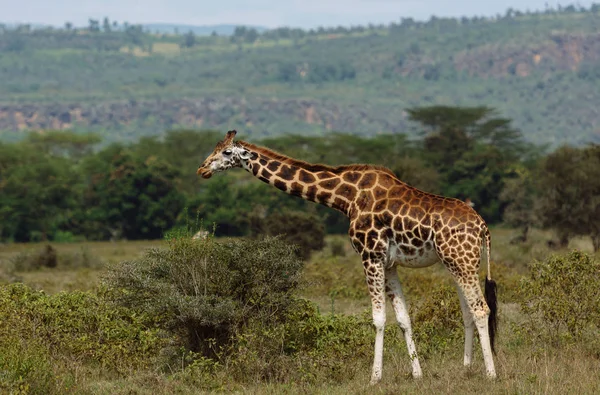 Jirafa comiendo arbustos en campo verde — Foto de Stock