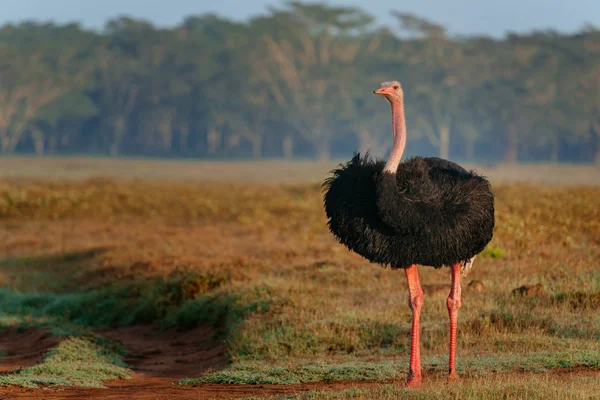 Avestruz grande no campo do deserto — Fotografia de Stock