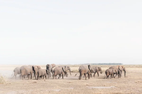 Troupeau d'éléphants dans un champ désertique — Photo