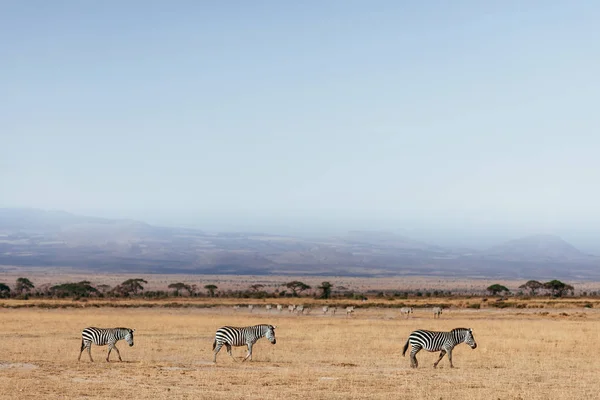 Three zebras in dried grass field — Stock Photo, Image