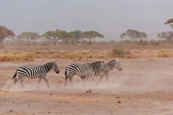 Three zebras in desert field