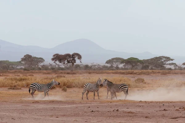 Three zebras in desert field — Stock Photo, Image