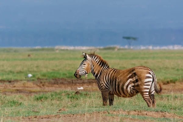 Zebra suja no campo do deserto — Fotografia de Stock