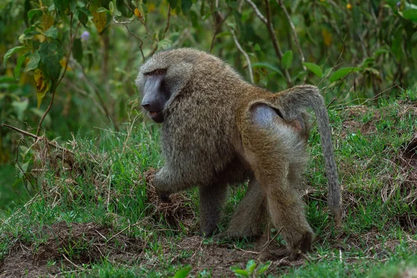 Baboon walking on grass covered ground — Stock Photo, Image