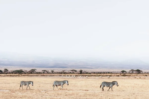 Zebraherde läuft auf Feld — Stockfoto