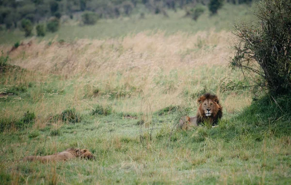 Δυο λιοντάρια ξαπλωμένος στο γρασίδι — Φωτογραφία Αρχείου
