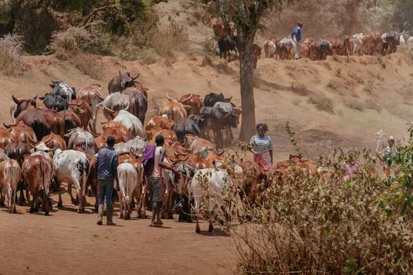 Boğa sürdü shepherding erkekler