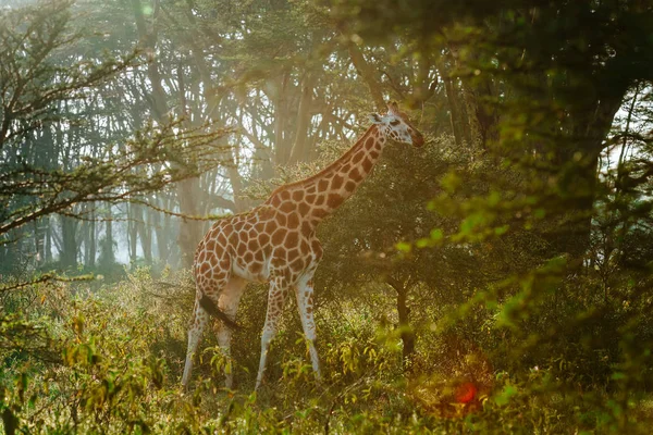 Girafa na floresta tropical — Fotografia de Stock