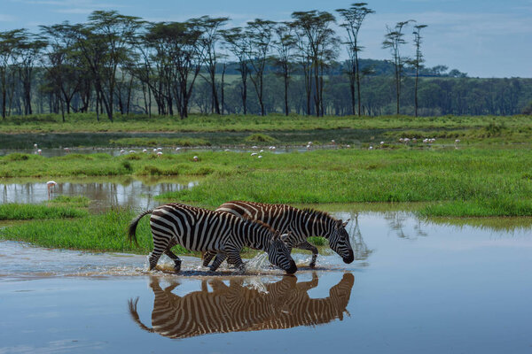 Zebras crossing grass covered lake in October, 2013 in Masai Mara, Kenya, Africa