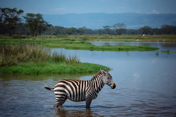 Zebra em grama lago coberto — Fotografia de Stock