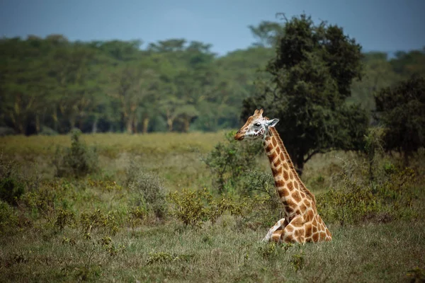 Girafa em campo verde — Fotografia de Stock