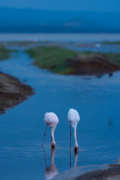 Flamingos im grasbewachsenen See — Stockfoto