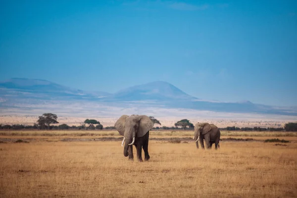 Deux éléphants sur gazon séché — Photo