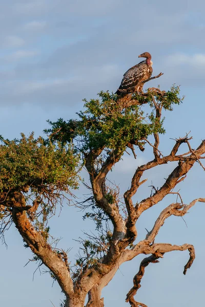 Gyp op groene boom — Stockfoto