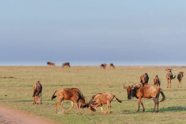Стадо антилоп у сухому трав'яному полі — стокове фото