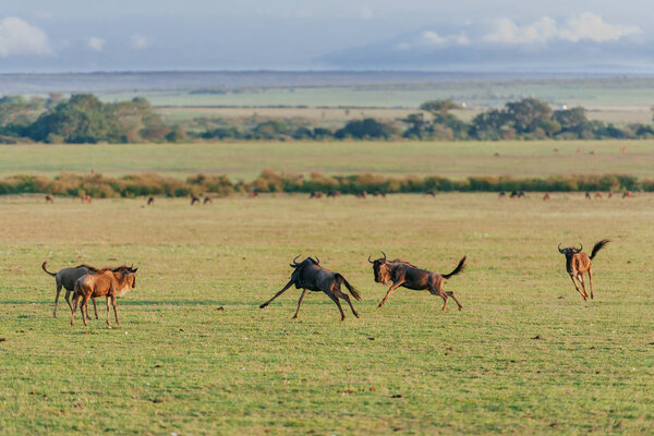 Herd of wildebeests in desert field in October, 2013 in Masai Mara, Kenya, Africa