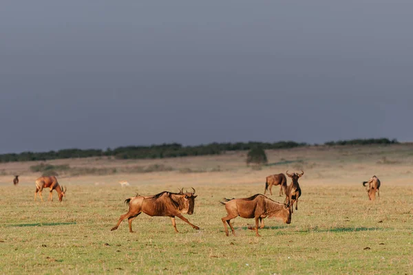 Rebanho de gnus no campo do deserto — Fotografia de Stock