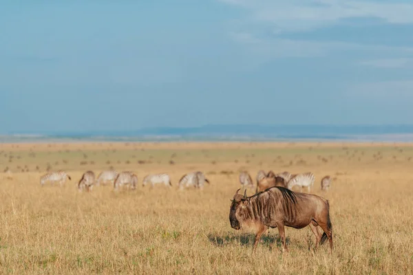 Manada de gnus no campo de relva seca — Fotografia de Stock