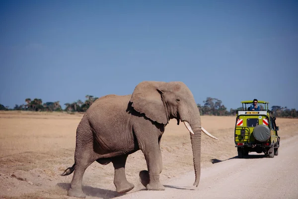 Sloni, přes pouštní silnice — Stock fotografie
