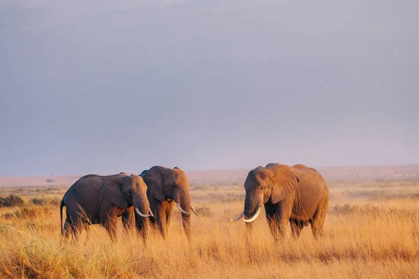 Three elephants on dried grass field