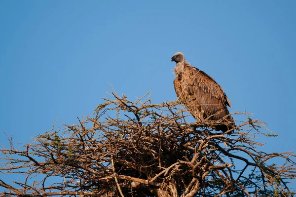 Gyp op gedroogde boom nest — Stockfoto