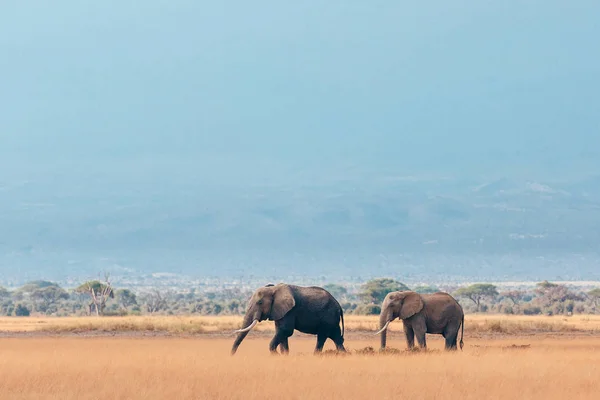Kurutulmuş çim sahada iki filler