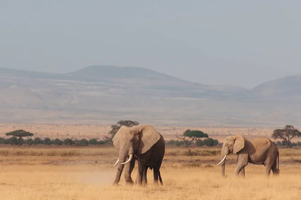 Deux éléphants sur gazon séché — Photo