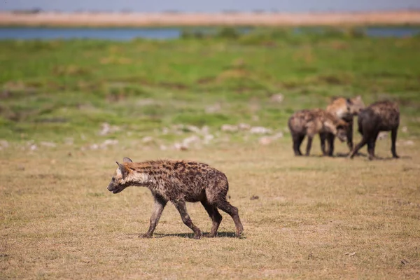 Hyenor i öken område — Stockfoto