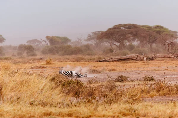 Zebra lying on back on desert filed
